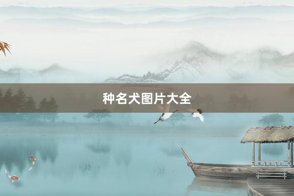 种名犬图片大全